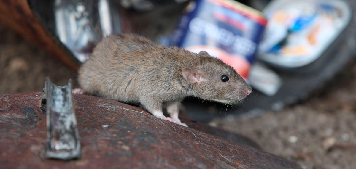 Rat on a bin back issues of PPC magazine by BPCA